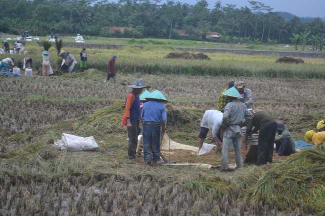 Bulog Banyumas Target Serap 29 Ribu Ton Beras Ekonomi