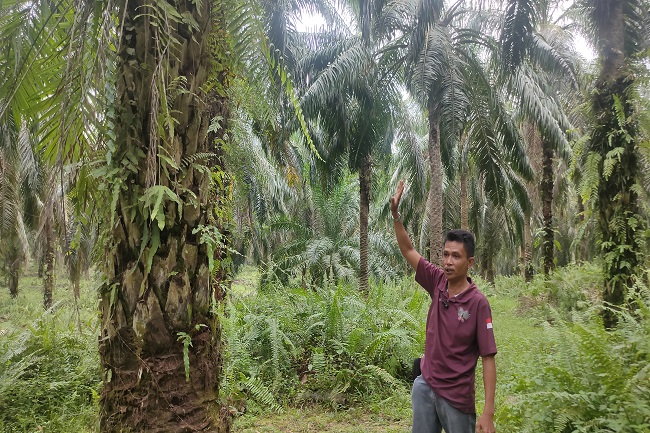 CPO Kerek Harga Sawit di Riau Pekan Ini