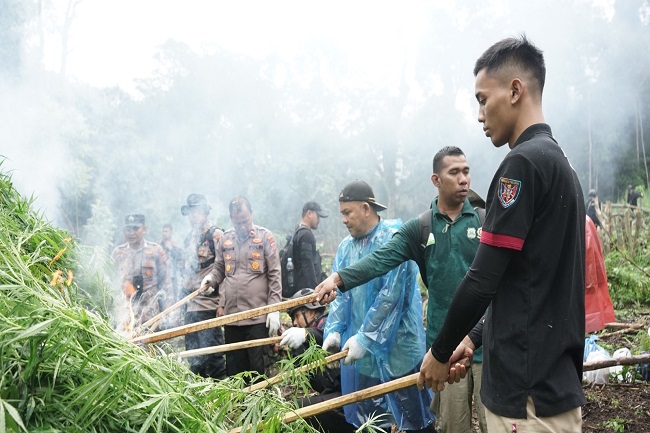 Bersinergi, Bea Cukai Musnahkan Satu Hektar Ladang Ganja di Aceh