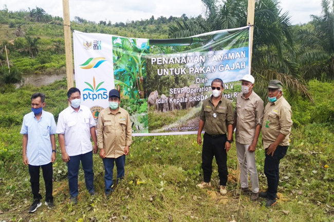 Sinergi PalmCo-BBKSDA Riau Komitmen Perkuat Konservasi Gajah Sumatera