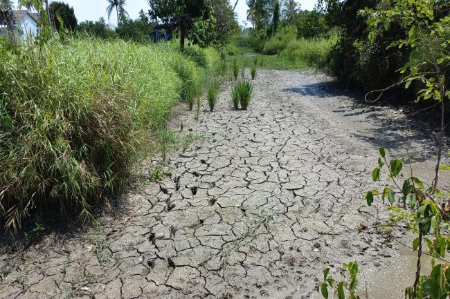 Bencana Kekeringan, 600 Hektar Tanaman Padi di Kalsel Puso 