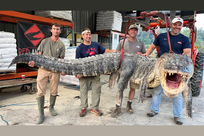 Rekor! Ditangkap Aligator Jantan Terpanjang, 364 Kilogram!