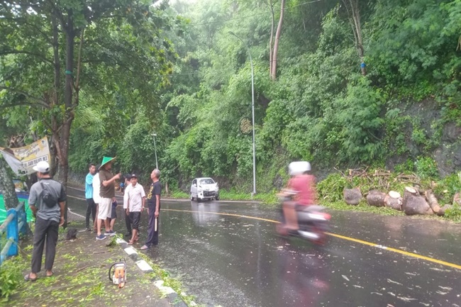 Hujan dan Angin Lebat, Dua Mobil Tertimpa Pohon di Jalur Wisata Lombok Barat