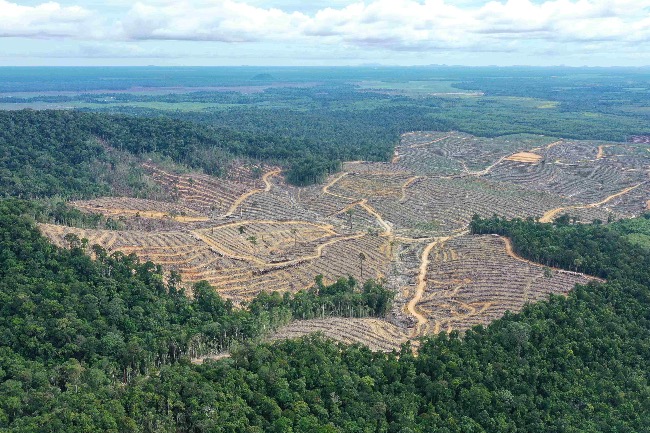 Perusahaan Anonim Pelaku Pembalakan Masif di Kalimantan, Laporan Koalisi Organisasi Lingkungan