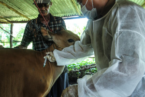 Vaksinasi Astofor untuk Penyakit Mulut dan Kuku di Pertenakan Palembang
