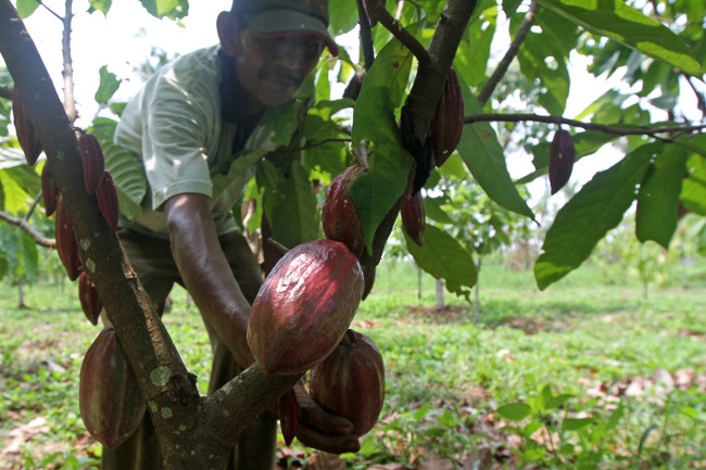 Kakao Indonesia Siap Mendunia