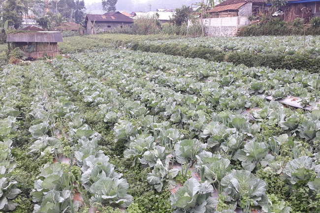 Munculkan Petaka Urusan Harga