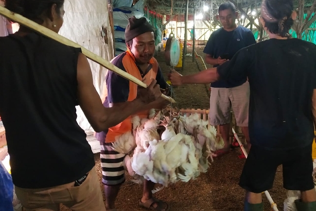 Jaga Stabilisasi Harga Ayam Hidup di Peternak, NFA Kerahkan Lebih Banyak Perusahaan Unggas