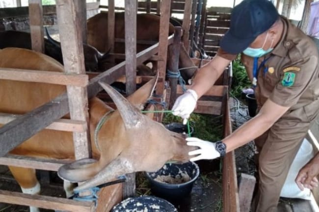 ?PMK Telah Masuk Kalsel, Puluhan Ternak Sapi di Dua Kabupaten Terpapar 