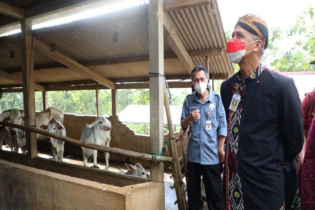 Gawat! 385 Hewan Ternak di Jateng Suspect PMK
