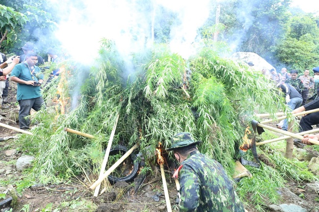 BNN Musnahkan Ladang Ganja dan Dukungan Pemkab Aceh Selatan Membangun Balai Rehabilitasi