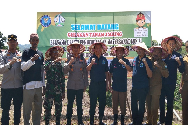 Alihkan Budidaya Ganja, BNN RI Tanam Jagung Bersama Puluhan Petani Aceh