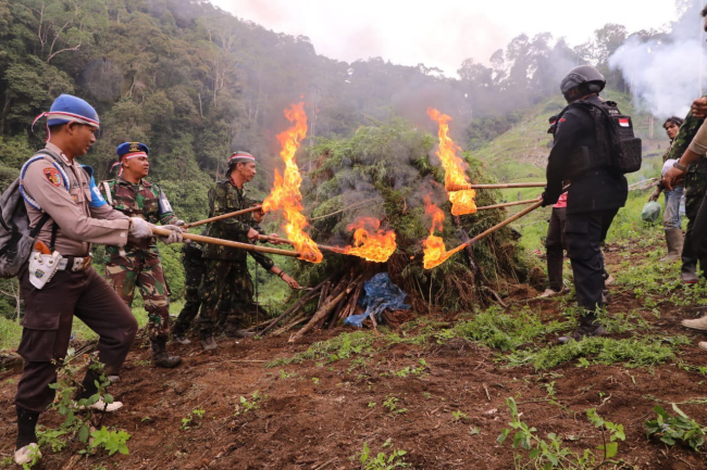 Memperingati Hari Pahlawan, BNN Musnahkan Ladang Ganja Terbesar di Tahun 2022