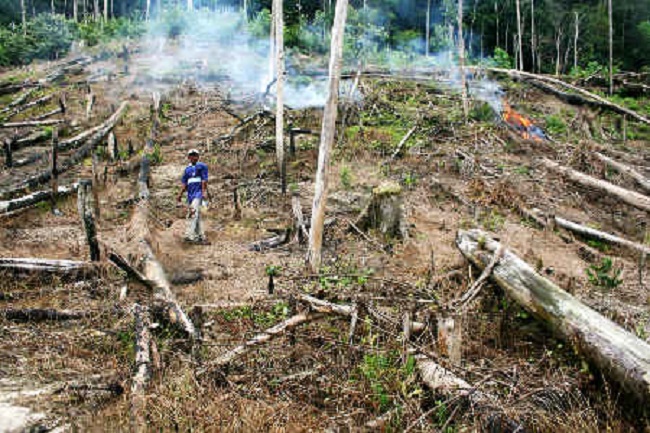 AJI Se-Sumatera dan Auriga Nusantara Bersinergi untuk Menjaga Lingkungan
