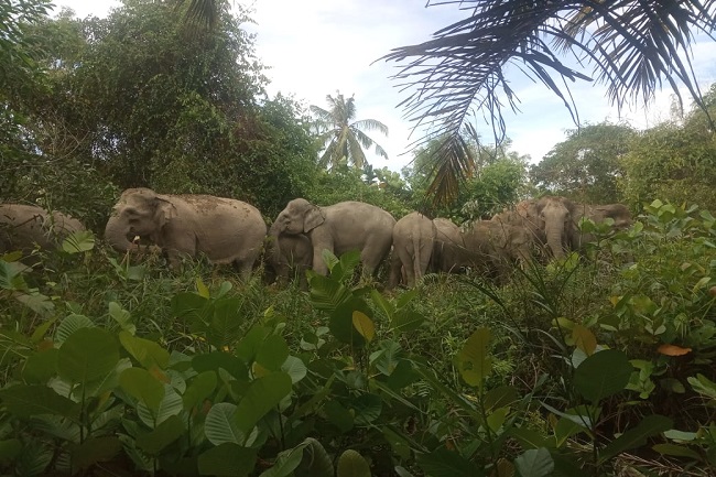 Melintas di Kawasan HTI PT BAP, Kawanan Gajah Liar Mengamuk, Satu Warga Terinjak Hingga Tewas