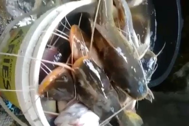 Kematian Ikan Massal Sungai Serayu, Ini Hasil Uji Lab DLH Banyumas