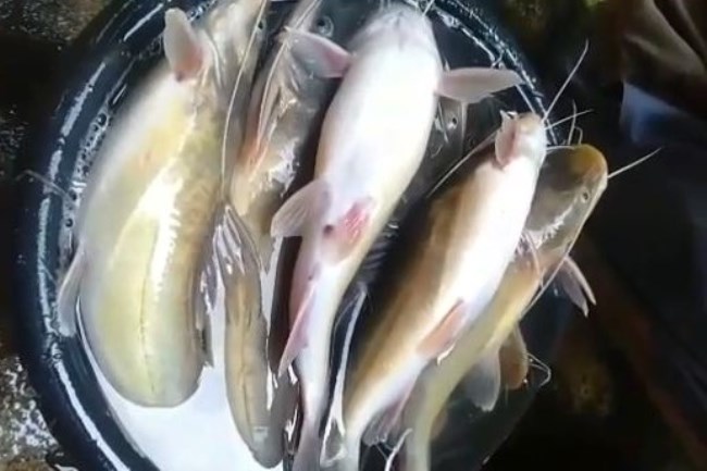 Ribuan Ekor Ikan di Sungai Serayu Mati Mabuk, Kenapa?