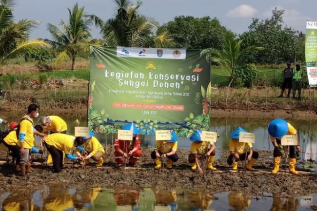 50 Ribu Bibit Mangrove Ditanam di Sungai Bengawan Donan
