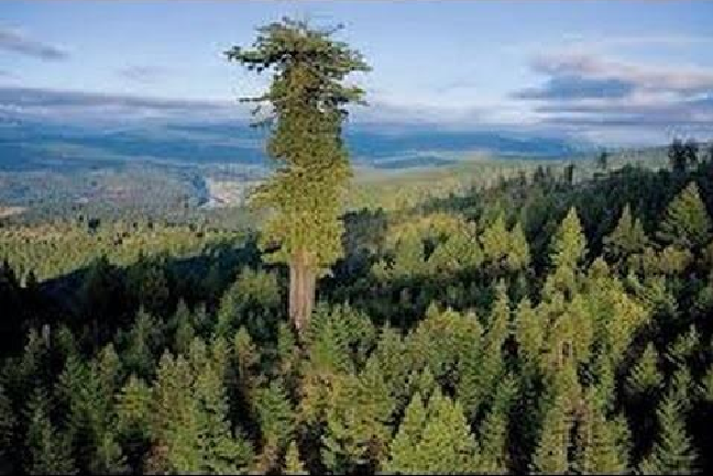 Pohon Tertinggi di Bumi, Menjulang Melebihi Gedung 35 Lantai