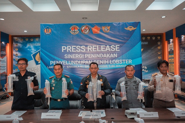 Bersinergi, Bea Cukai Gagalkan Penyelundupan 123 Ribu Benih Lobster ke Malaysia