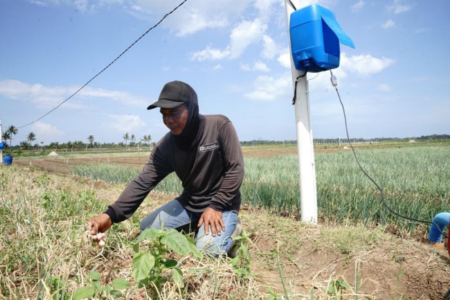 Program Electrifying Agriculture PLN Sukses Tekan Biaya Operasional Petani Bawang Merah Hingga 90 Persen