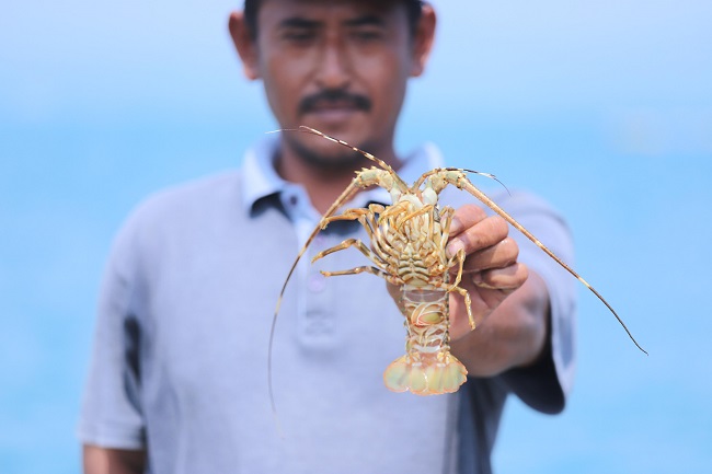 Perubahan Aturan Pengelolaan Lobster Disambut Positif Pelaku Usaha