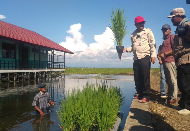  Putus Mata Rantai Penyebaran Tungro, Petani Kalsel Dilarang Tanam Padi Lokal