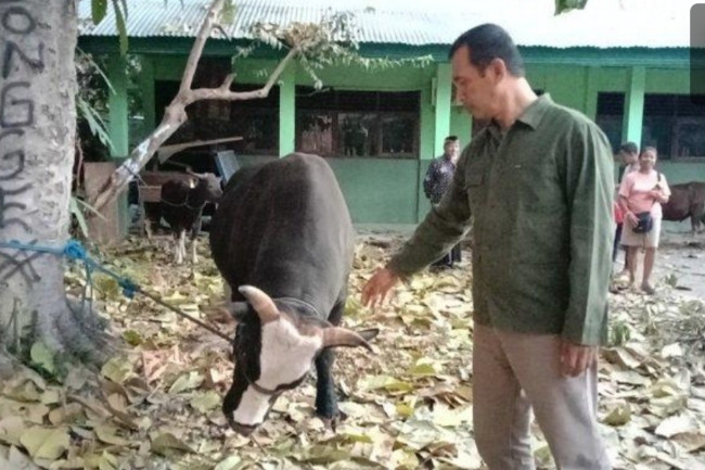 Sapi kurban bantuan Presiden Jokowi dengan berat 950 kg  untuk Masjid Agung Nurul Falah Kefamenanu, 