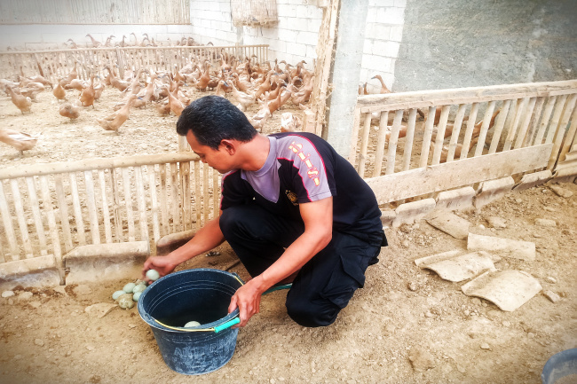 Gokil! Pak Babin Sukses Ternak Bebek, Omsetnya Bisa Sampai Puluhan Juta