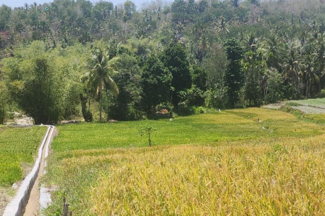 Alokasi Pupuk Subsidi Naik 100%, Petani di Papua Selatan Siap Tingkatkan Produktivitas
