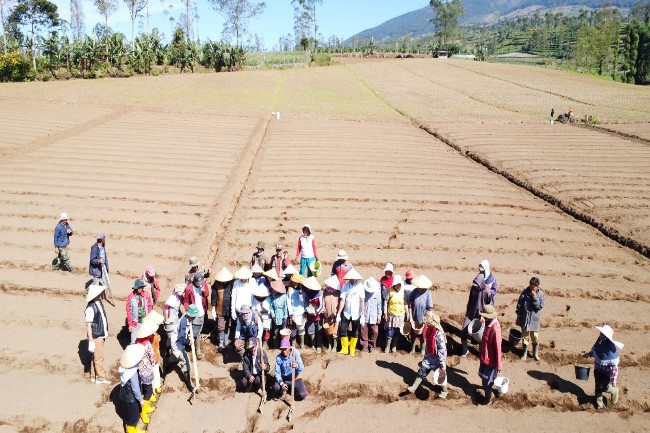 Bibit UPLAND Project Ditanam di Garut, Optimis Tingkatkan Kesejahteraan Petani