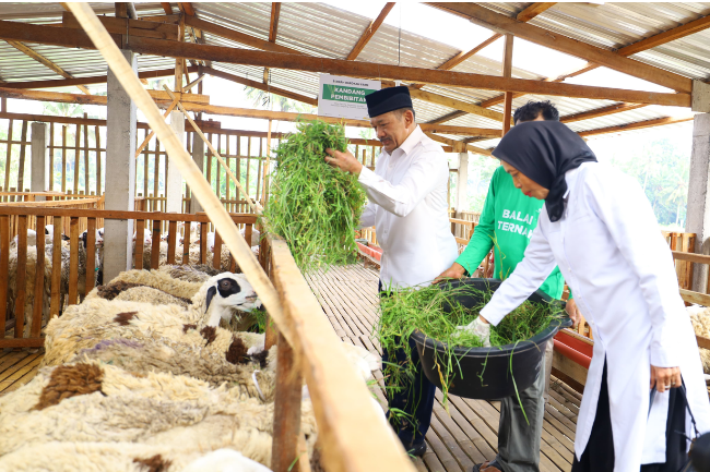 Berdayakan Masyarkat, BAZNAS Luncurkan Balai Ternak Domba di Magelang