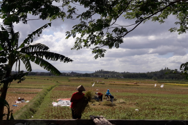 Pakar UGM Ingatkan Risiko Gagal Proyek Sawah RI-Cina 1 Juta Hektar di Kalimantan