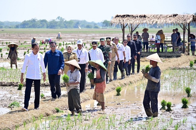 Pakar Pertanian Apresiasi Kebijakan Pangan dan Pertanian di Era Jokowi