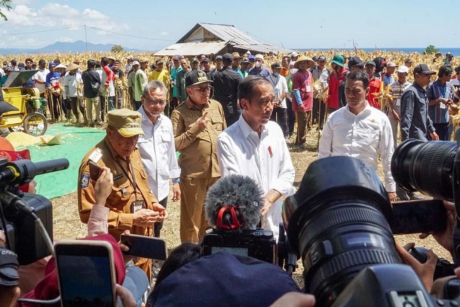 Presiden: Panen Raya Jagung, Over Supply, Harga Jadi Anjlok