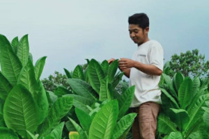 Pekerja Seni Desak Aturan Tembakau di RPP Kesehatan Dikaji Ulang 
