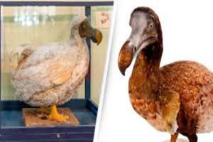 Upaya Membangkitkan Kembali Burung Dodo dari Kepunahan di Abad 17 Lalu