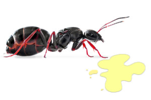 Wow! Semut Bisa Menghidu Aroma Kanker di Kencingmu, Lebih Pintar dari Anjing
