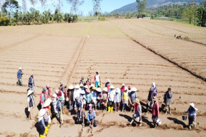 Bibit UPLAND Project Ditanam di Garut, Optimis Tingkatkan Kesejahteraan Petani 